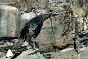Wild_turkey